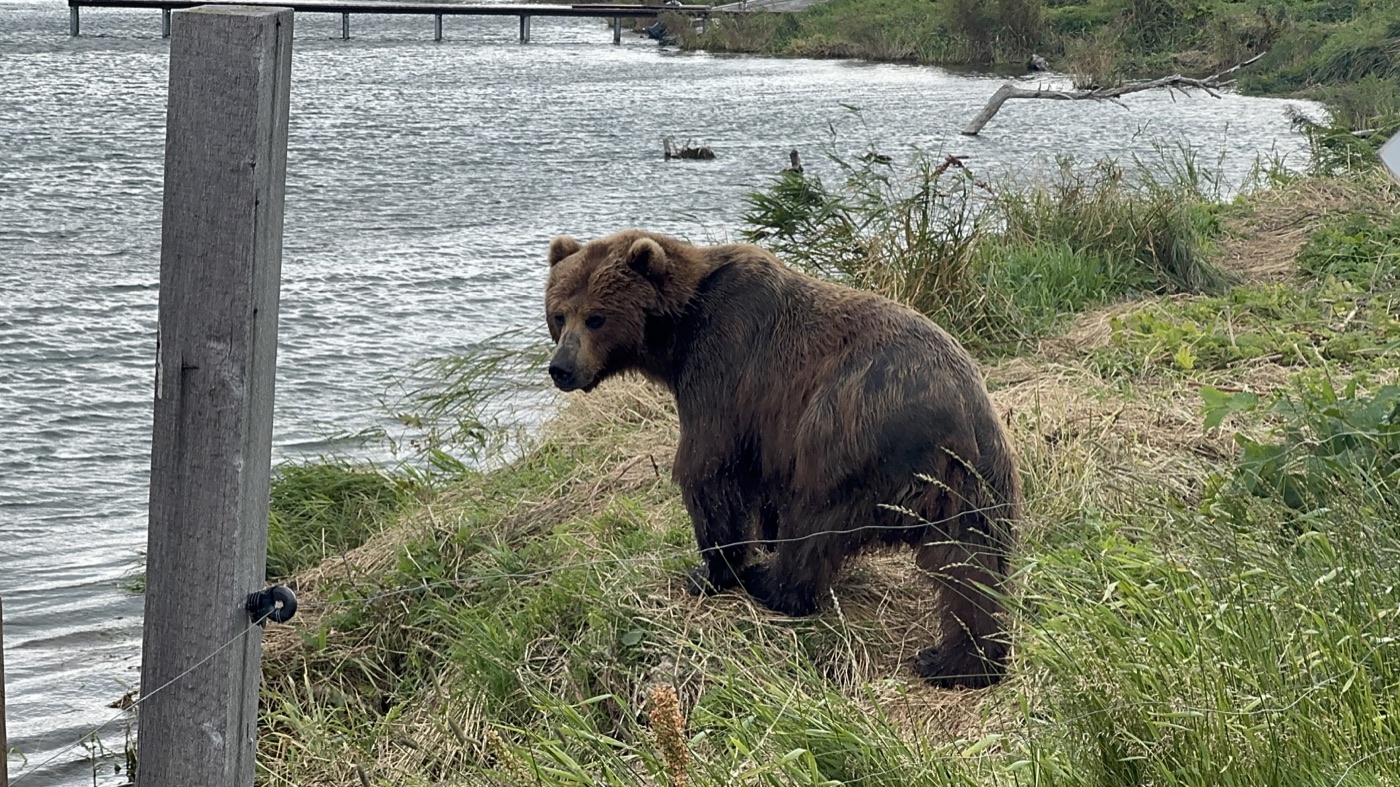A brown bear beside the water in Kamchatka